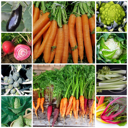 Extra Large Budget Friendly Vegetable Seed Selection - Set 2 - 30 Packs