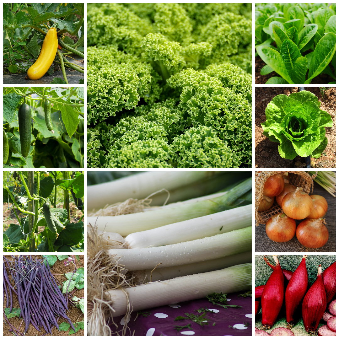 Extra Large Budget Friendly Vegetable Seed Selection - Set 2 - 30 Packs