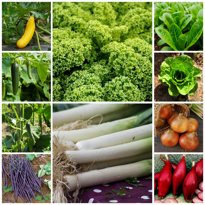 Extra Large Budget Friendly Vegetable Seed Selection - Set 2 - 30 Packs