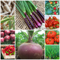 Extra Large Budget Friendly Vegetable Seed Selection - Set 2 - 30 Packs