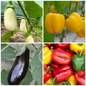 Aubergine and Pepper Vegetable Seeds – Mediterranean Flavours at Home
