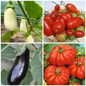 Aubergine and Tomato Vegetable Seeds – Grow for Rich, Savoury Dishes