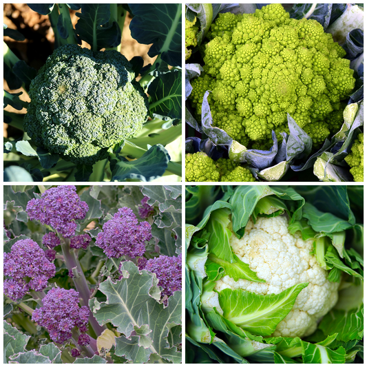Broccoli and Cauliflower Vegetable Seeds – Perfect for Hearty Dishes