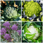 Broccoli and Cauliflower Vegetable Seeds – Perfect for Hearty Dishes