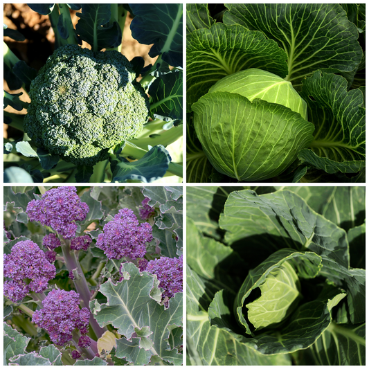Cabbage and Broccoli Vegetable Seeds – Perfect for Hearty Meals