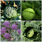 Cabbage and Broccoli Vegetable Seeds – Perfect for Hearty Meals