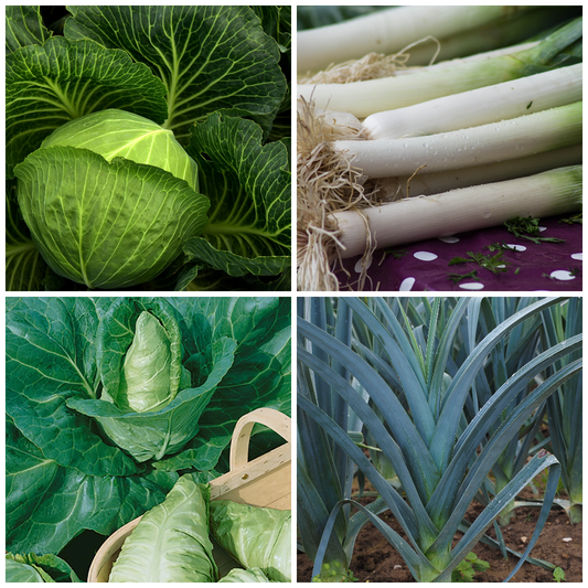 Cabbage and Leek Vegetable Seeds – Ideal for Winter Cooking & Soups