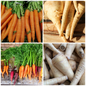 Carrot and Parsnip Vegetable Seeds – Sweet Roots for Roasting