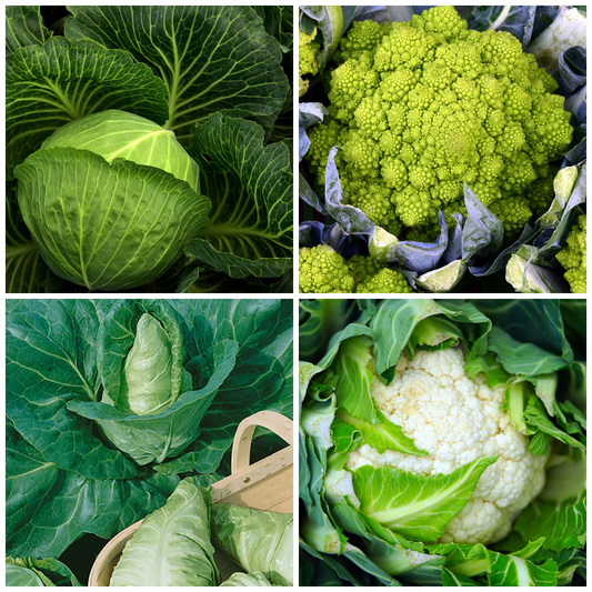 Cauliflower and Cabbage Vegetable Seeds – Grow for Soups & Stews