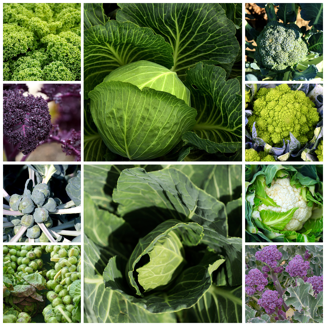 Cabbage, Brussels Sprout, Kale, Cauliflower & Broccoli Vegetable Seeds