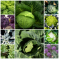 Cabbage, Brussels Sprout, Kale, Cauliflower & Broccoli Vegetable Seeds