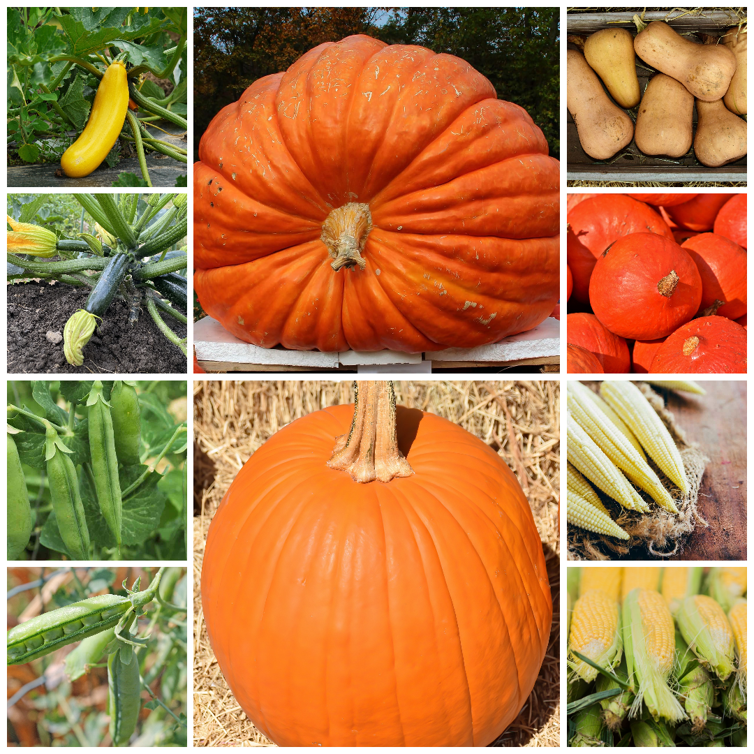 Pumpkin, Squash, Courgette, Pea & Sweetcorn Vegetable Seeds