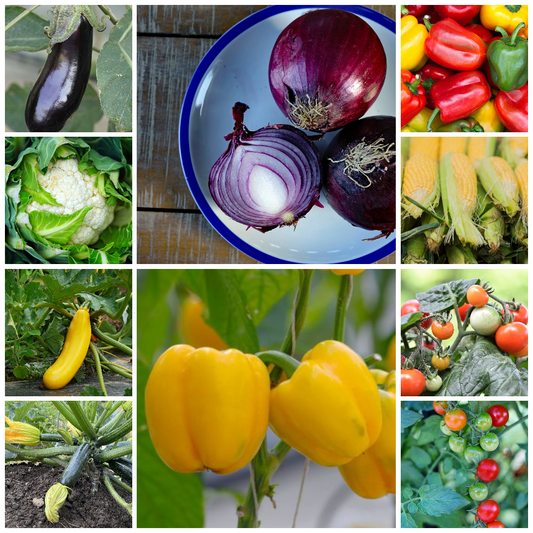 BBQ Vegetable Seed Collection – Premium Varieties for Grilling and Outdoor Feasts
