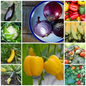 BBQ Vegetable Seed Collection – Premium Varieties for Grilling and Outdoor Feasts