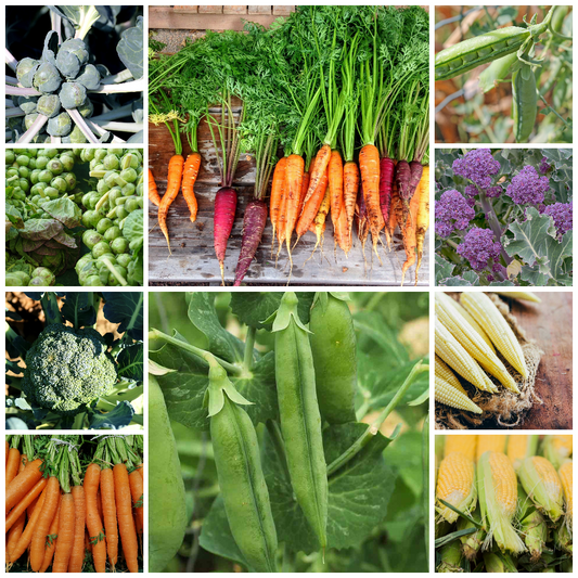 Brussels Sprout, Broccoli, Pea, Carrot & Sweetcorn Vegetable Seeds
