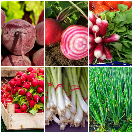 Radish, Spring Onion & Beetroot Vegetable Seeds - Fresh Salad Mix