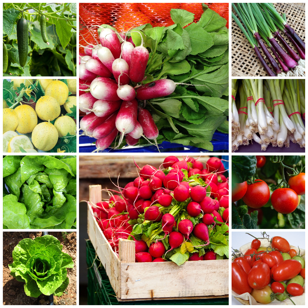 Cucumber, Lettuce, Radish, Spring Onion & Tomato Vegetable Seeds