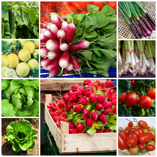 Cucumber, Lettuce, Radish, Spring Onion & Tomato Vegetable Seeds