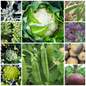 Cauliflower, Broccoli, Swede, Brussels Sprout & Pea Vegetable Seeds