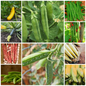 Pea, Runner Bean, French Bean, Courgette & Sweetcorn Vegetable Seeds