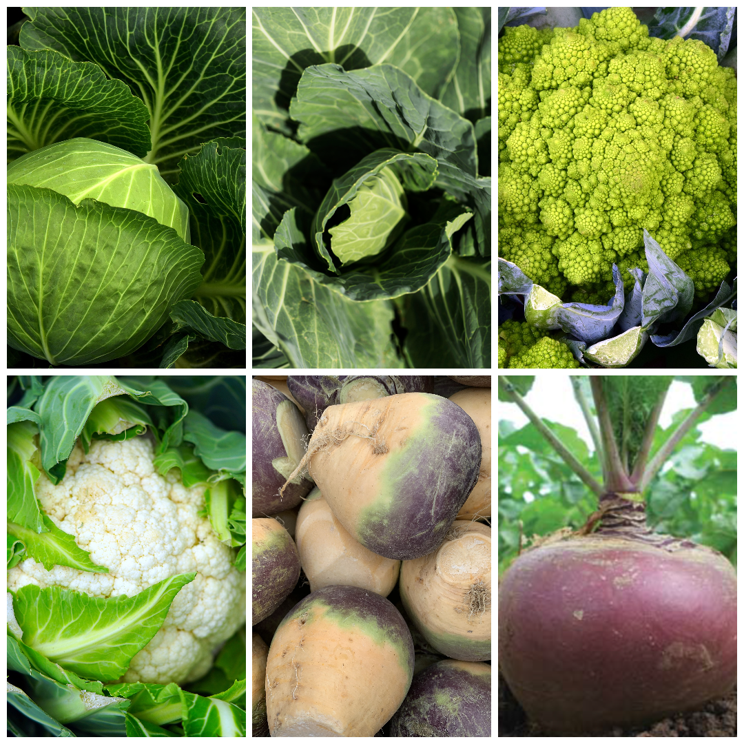 Cauliflower, Cabbage & Swede Vegetable Seeds - Winter Harvest Veg