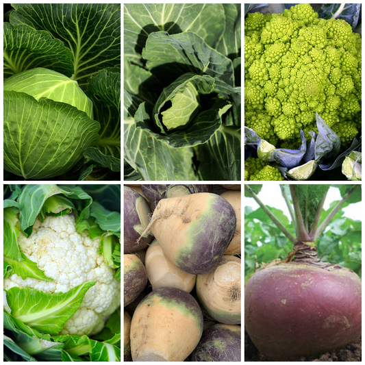 Cauliflower, Cabbage & Swede Vegetable Seeds - Winter Harvest Veg