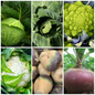 Cauliflower, Cabbage & Swede Vegetable Seeds - Winter Harvest Veg