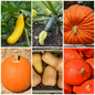Squash, Pumpkin & Courgette Vegetable Seeds - Versatile Veg Collection