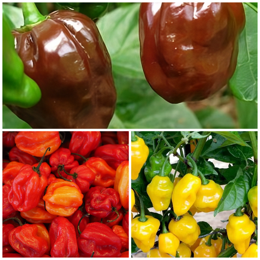 Habanero Chilli Vegetable Seed Set - Red, Yellow & Chocolate Varieties