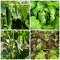 Lettuce and Cucumber Vegetable Seeds – Crisp Salads from Your Garden