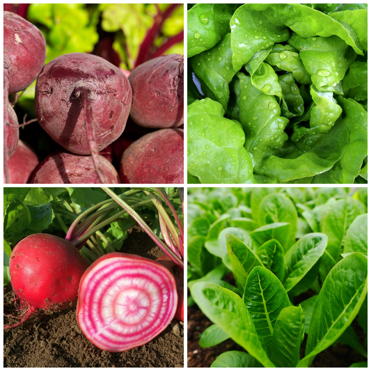 Lettuce & Beetroot Vegetable Seeds–Grow Fresh Salads with Vibrant Colour