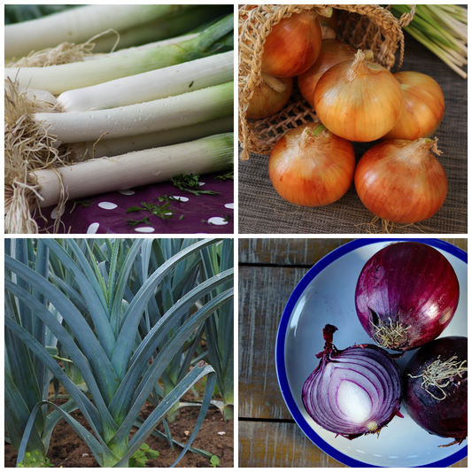Onion and Leek Vegetable Seeds – Flavourful Allium Duo for Your Garden