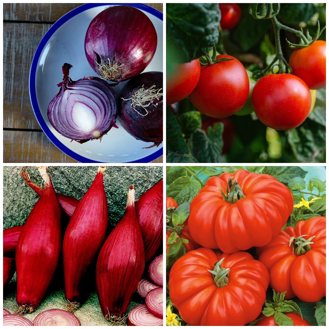 Onion and Tomato Vegetable Seeds – Fresh Ingredients for Sauces & Salads