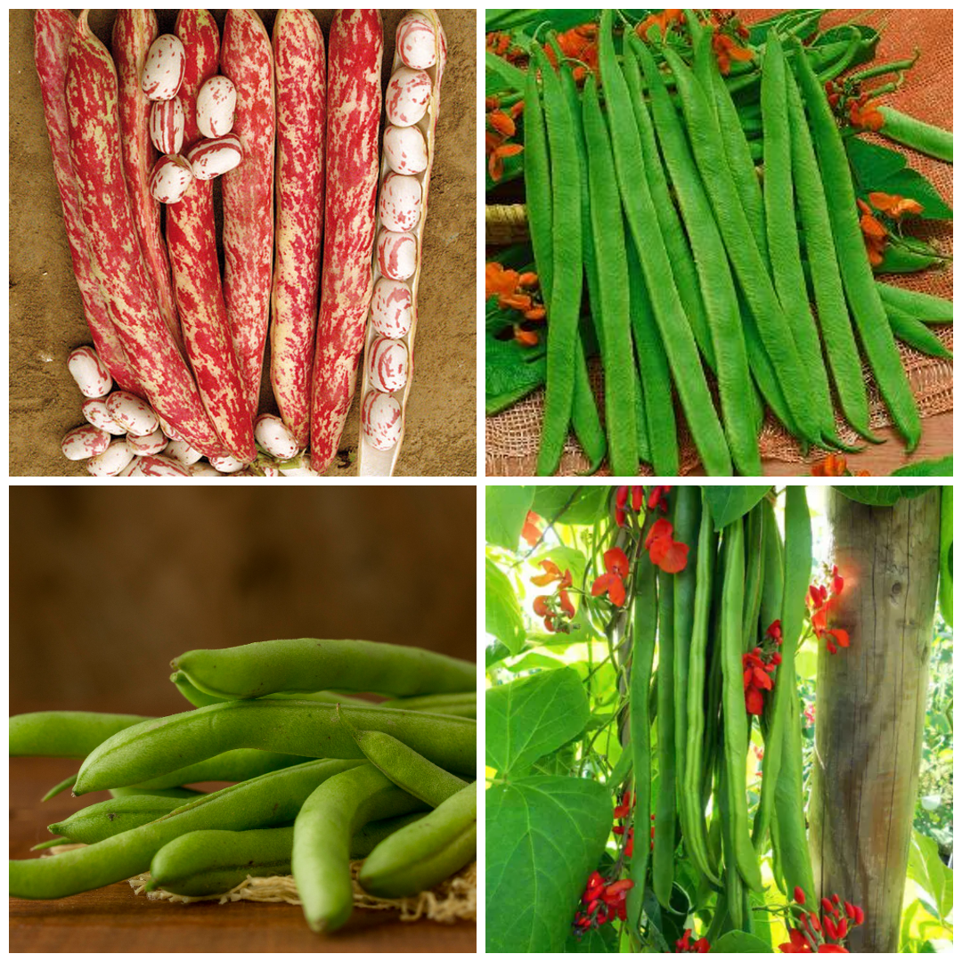 Runner Bean and French Bean Seeds – High-Yield Climbers for Your Garden