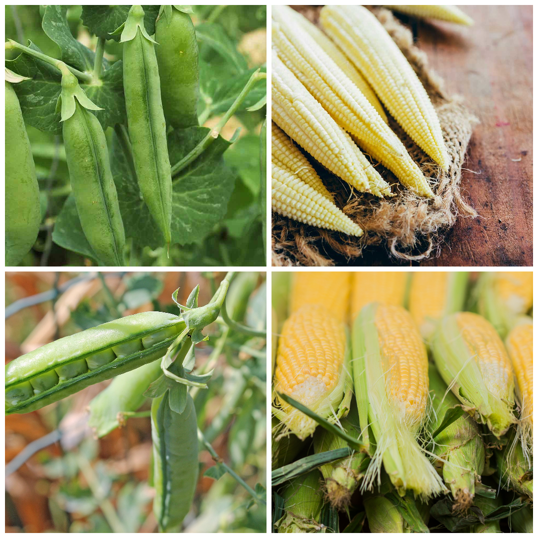 Sweetcorn and Peas Vegetable Seeds – Sweet & Crunchy Summer Harvest